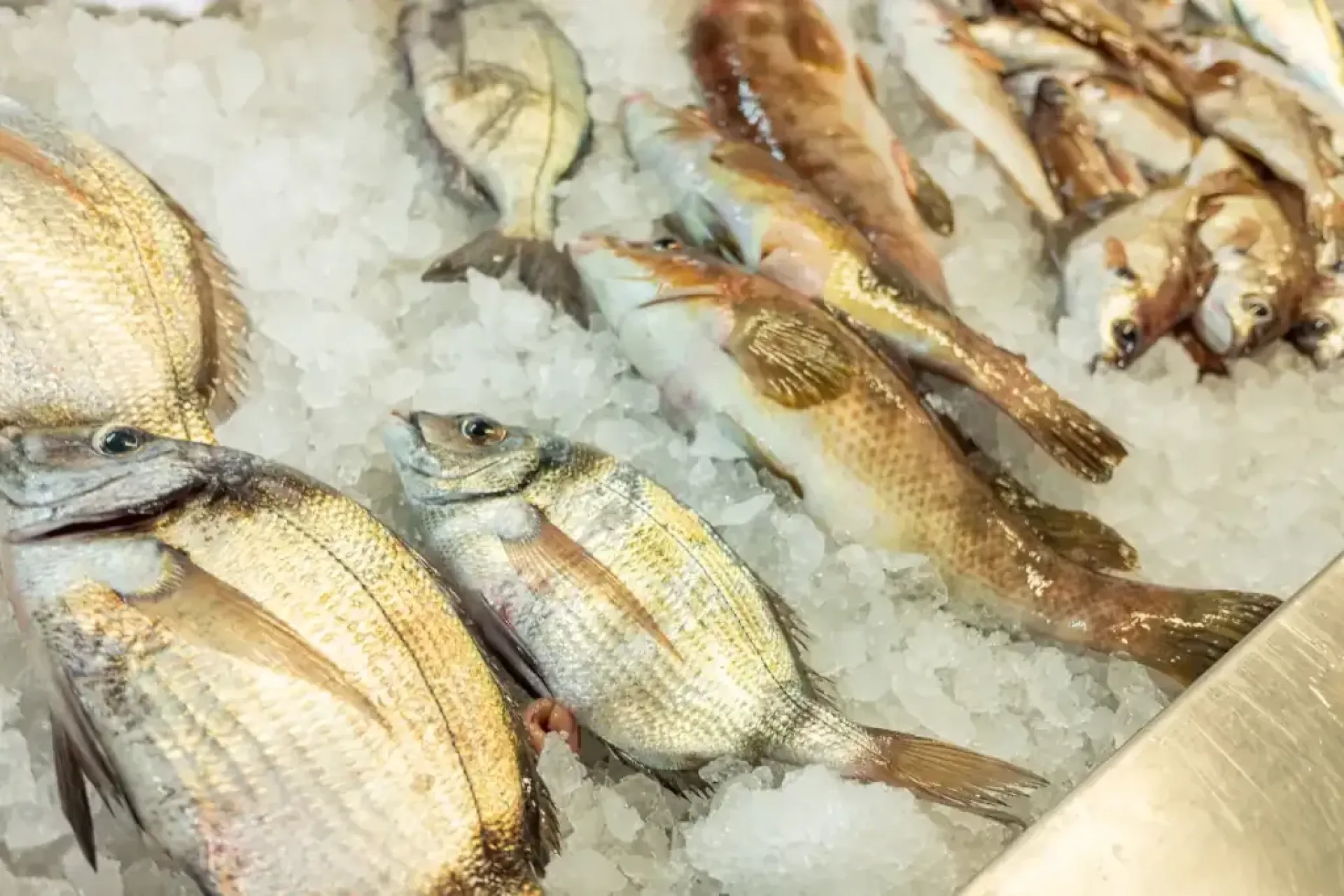 Freshly caught sea bream fish for sale in a market, Sparus aurata. Indulge in culinary excellence and gourmet delicacies