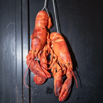 Two whole cooked lobsters hanging from string against a dark wooden background, displaying their bright red shells and long antennae.