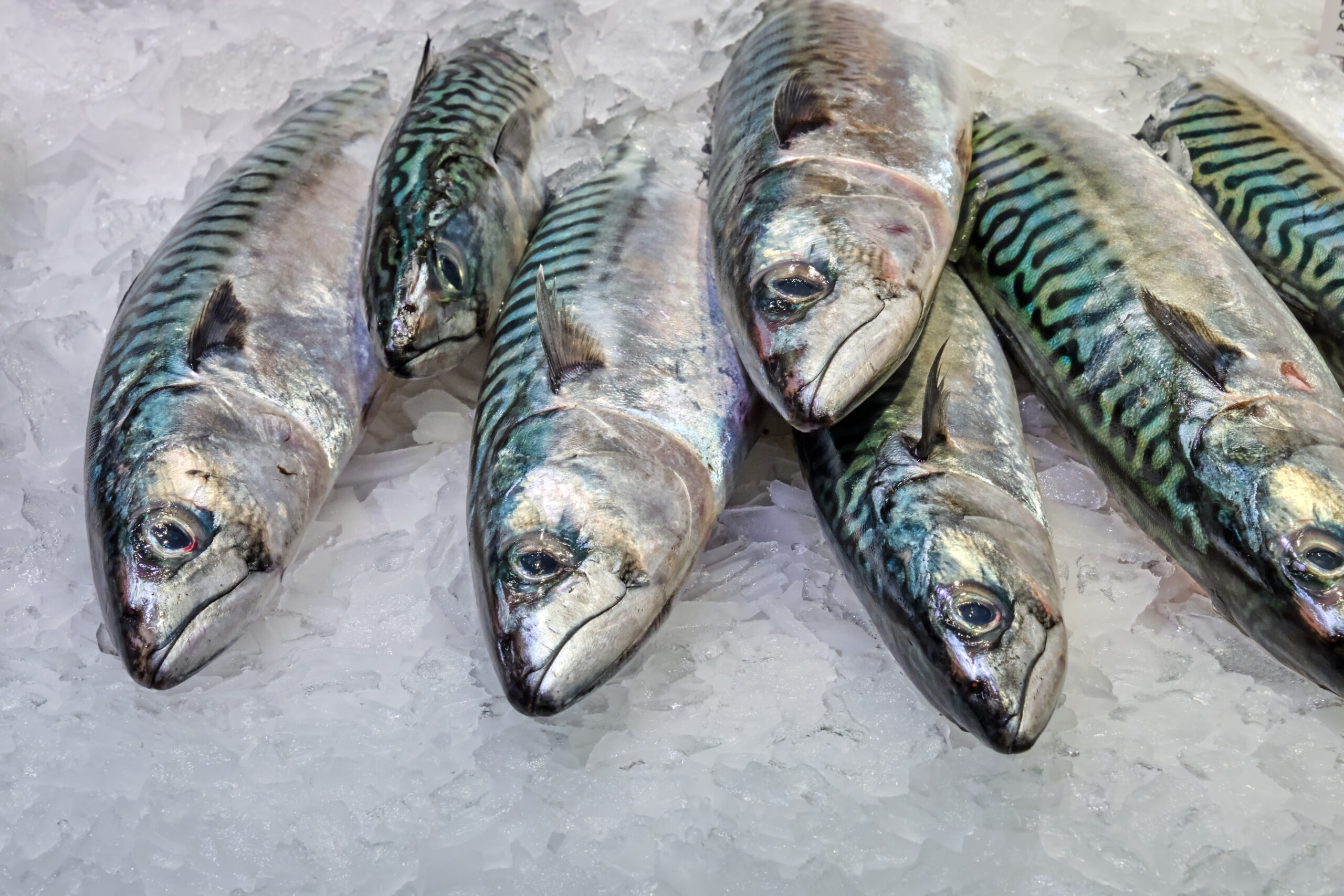 Fresh Fish Seafood